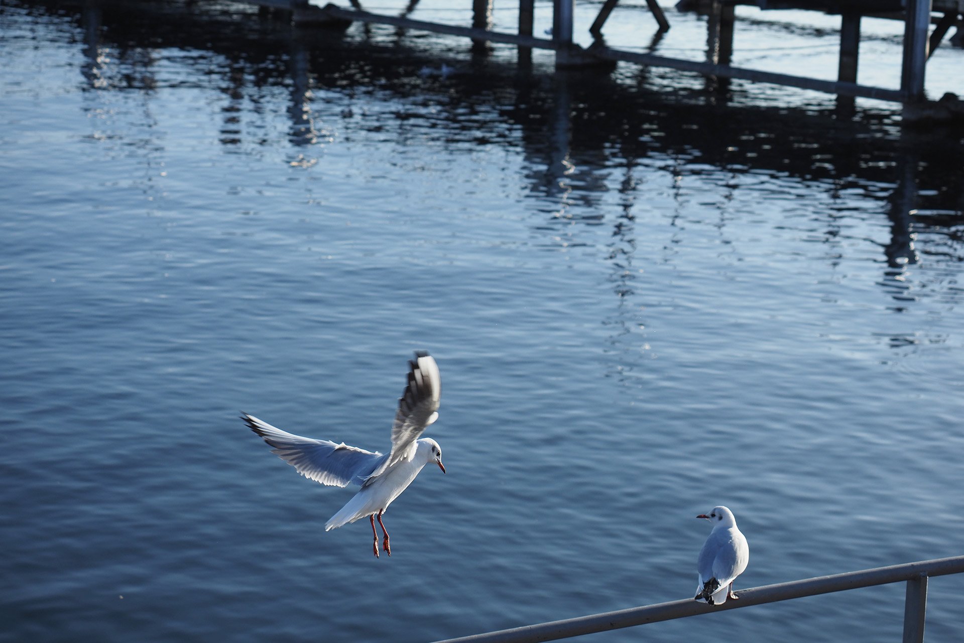 Olympus OM-D E-M1 Mark II: C-AF+Tracking, Bild 09